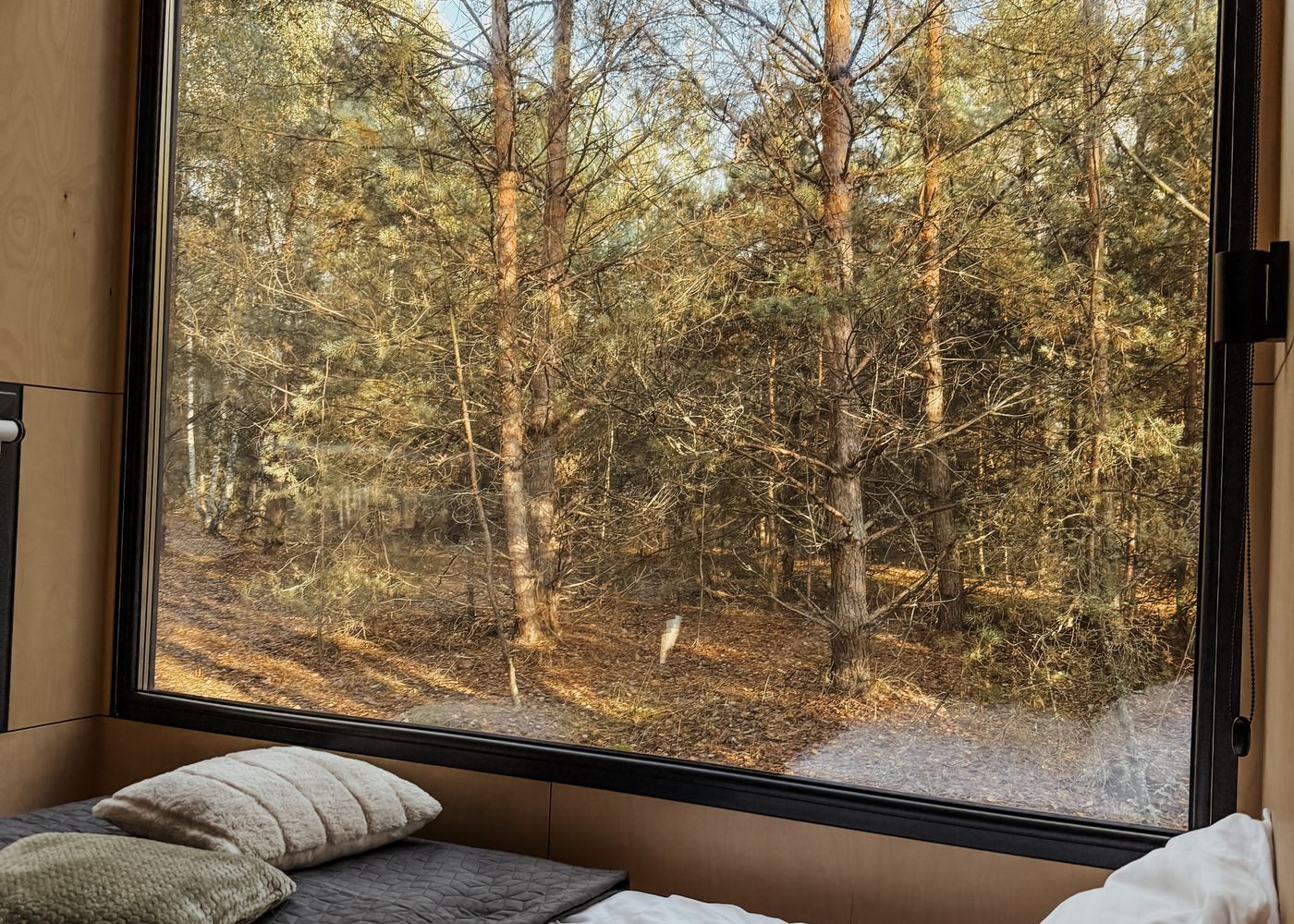Window seat looking into the larch forest